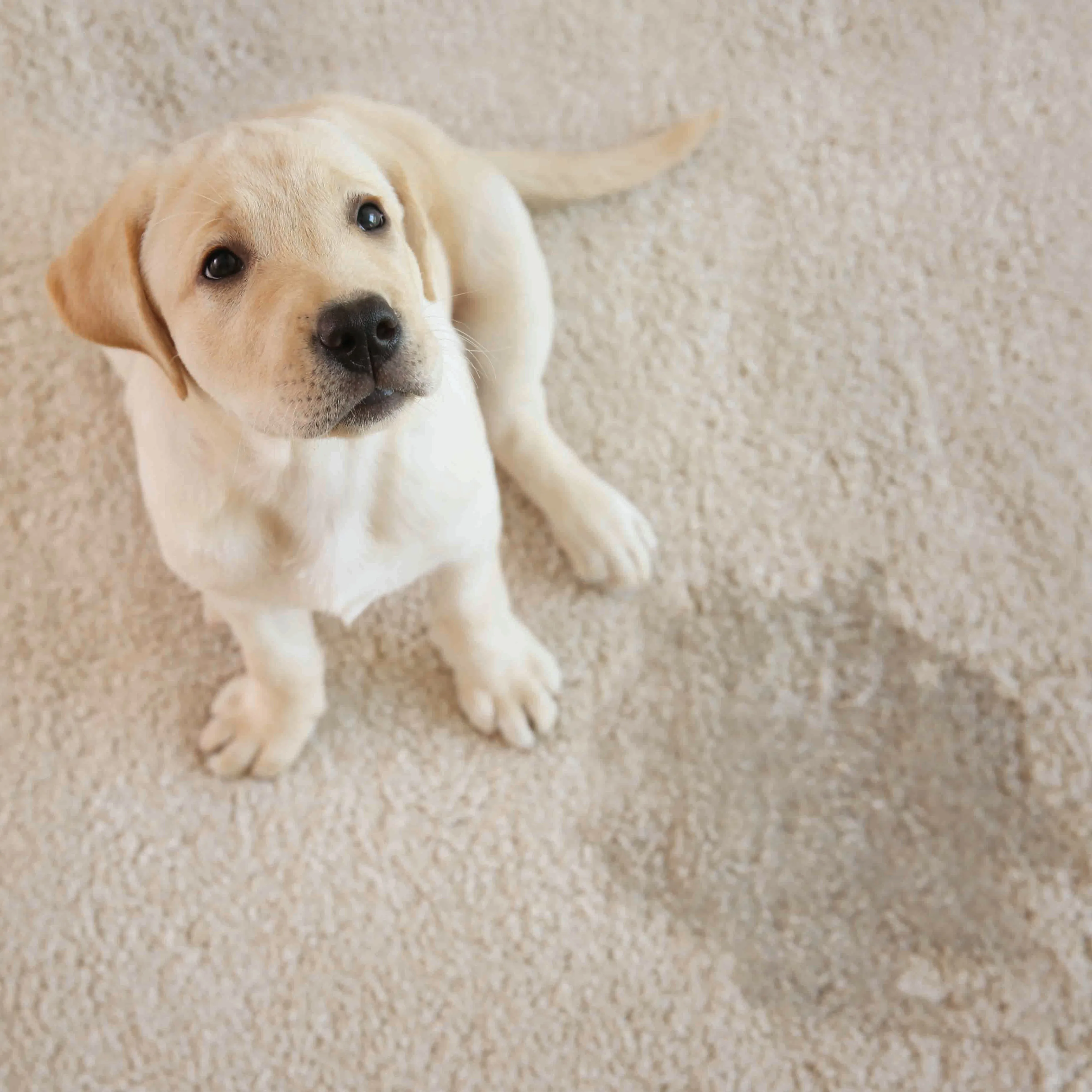 Stain and Odor Remover (Fragrance Free)